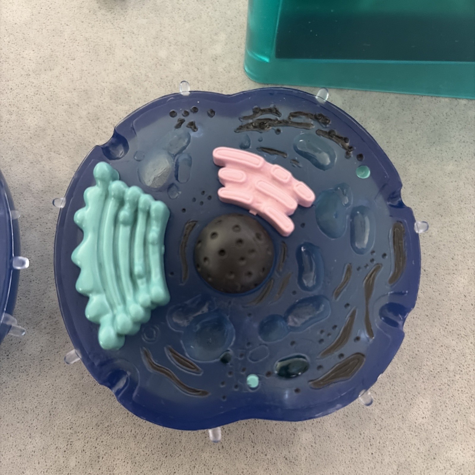 Ein-O Science BioSigns Animal Cell