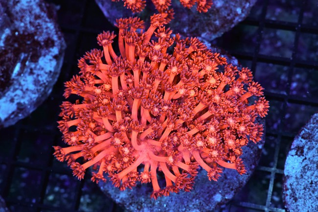 Magma Goniopora Colony WYSIWYG - SAQ Coral Farm