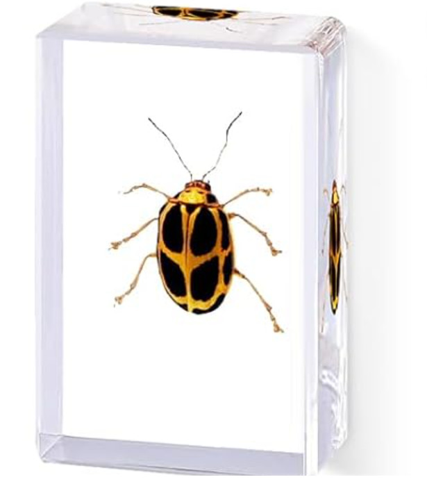 REAL Insect Taxidermy BEETLE taxidermized BEETLE Oddities Weird Strange Creepy