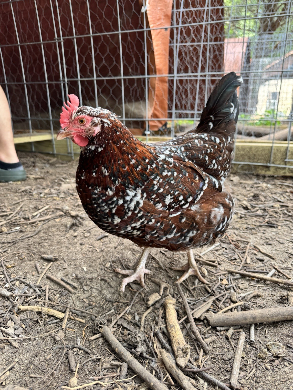 6+ Speckled Sussex Hatching Chicken Eggs