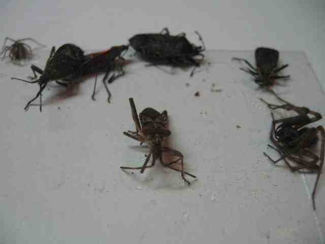 8 pk Fly Trap / Strip / Tray. Window / Floor. Catch flying, crawling insects