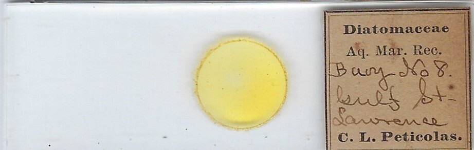 Recent Marine Diatoms from Gulf St. Lawrence Microscope Slide by C. L. Peticolas