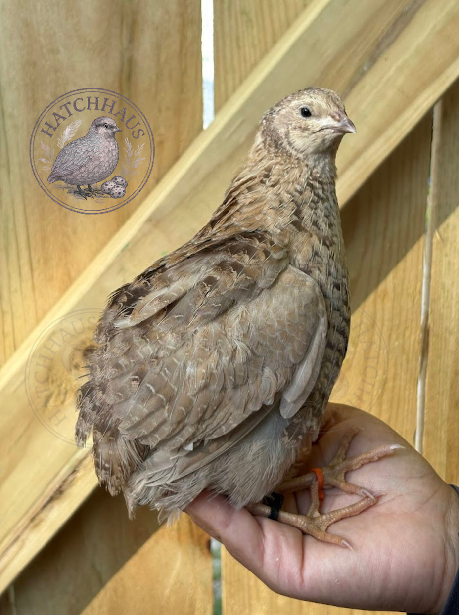 36 Assorted RARE COLORS Coturnix Quail Hatching Eggs - shipped in foam