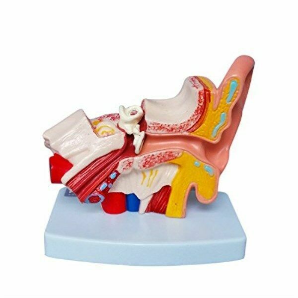1:1.5 Human Ear Model Anatomy Medical Model on Base Teaching Supplies US STOCK