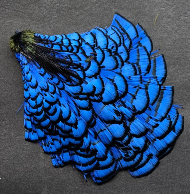 Lady Amherst Cape. Fly Tying Feather.  Color; Blue.. Grade "AA"