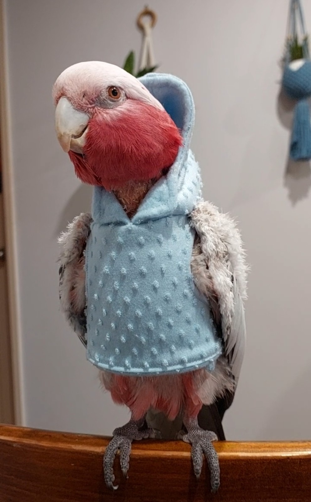 Blue Bird Jumper