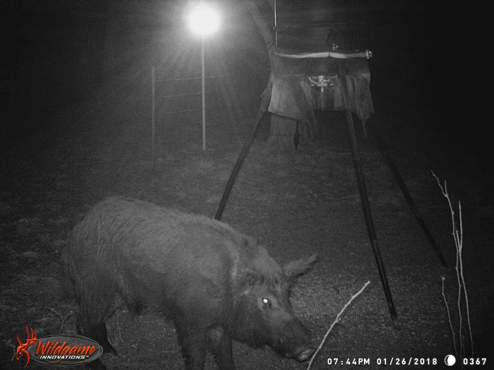 Harvest Time FEEDER LIGHT! Solar, Motion Activated, AmberGlow Hog Light - HUNTER