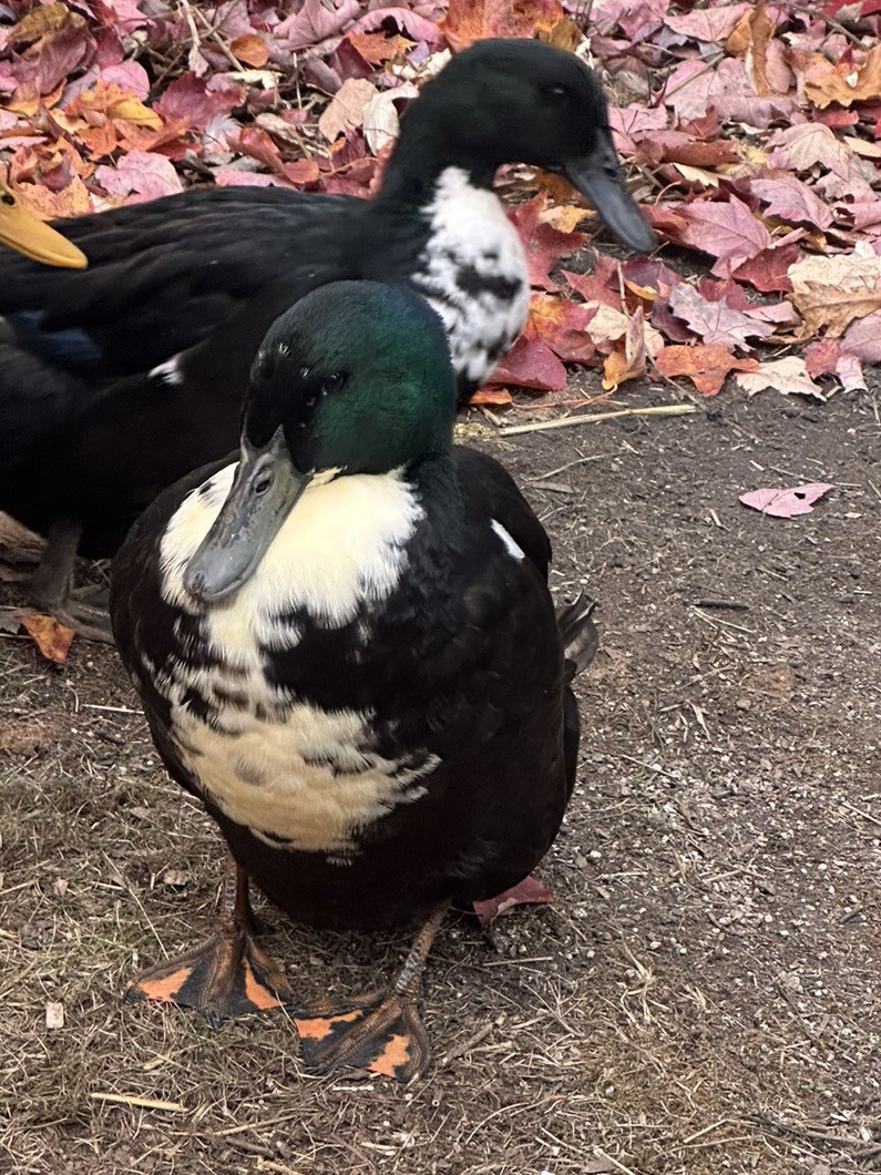 4 BLACK SWEDISH DUCK EGGS- WILL SHIP SAME DAY LAID