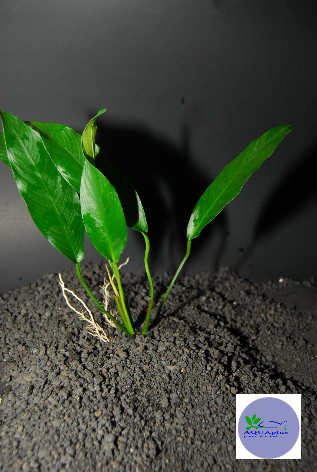 ANUBIAS LANCEOLATA-Freshwater Aquatic Live Plants