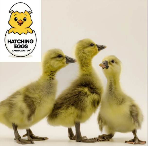 23 FERTILE GOOSE HATCHING EGGS BROWN CHINESE SHIPS FRESH PRIORITY MAIL 3 DAYS