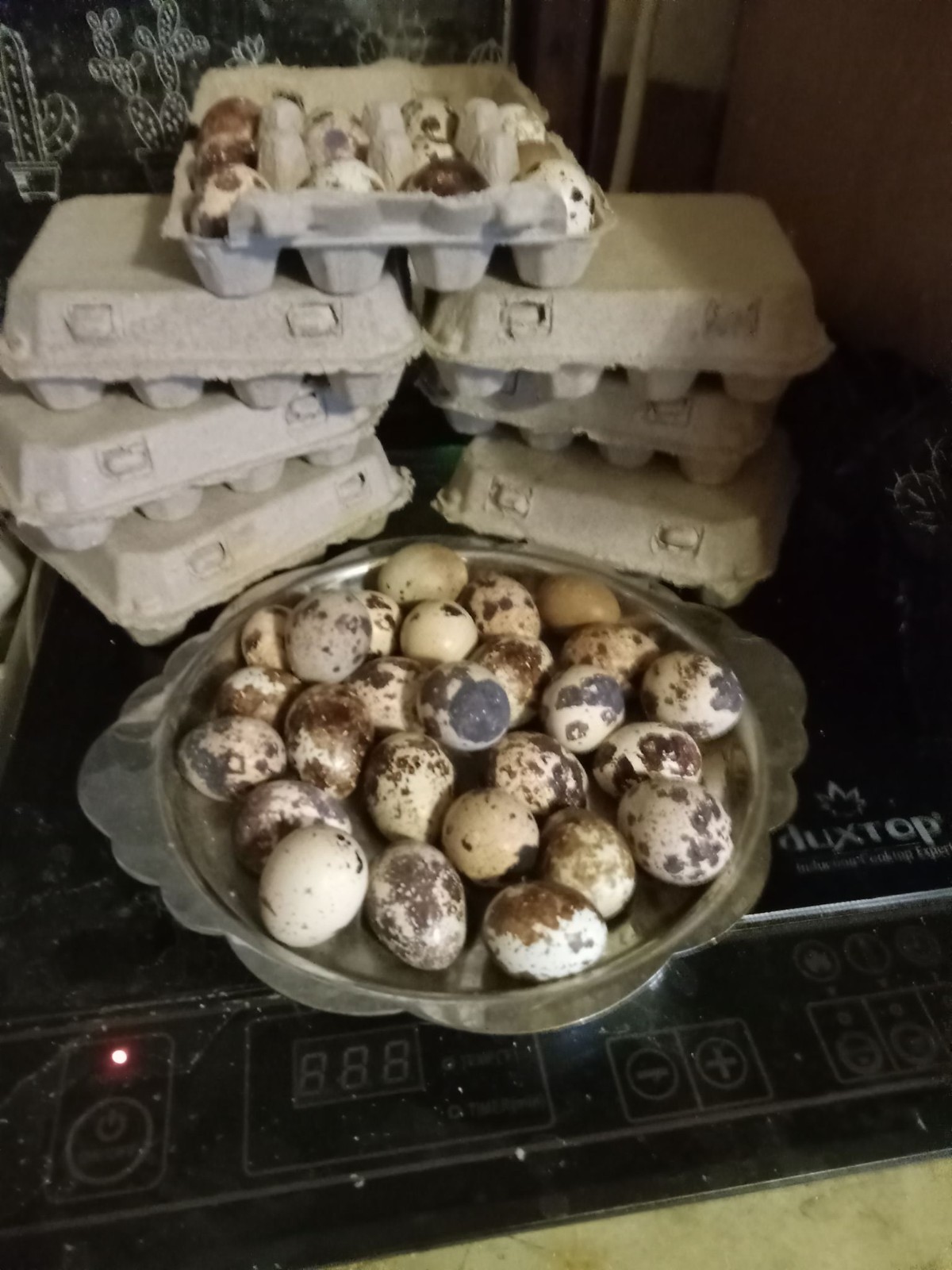 12  Coturnix Fertile Quail Hatching Eggs - Variety Of Color