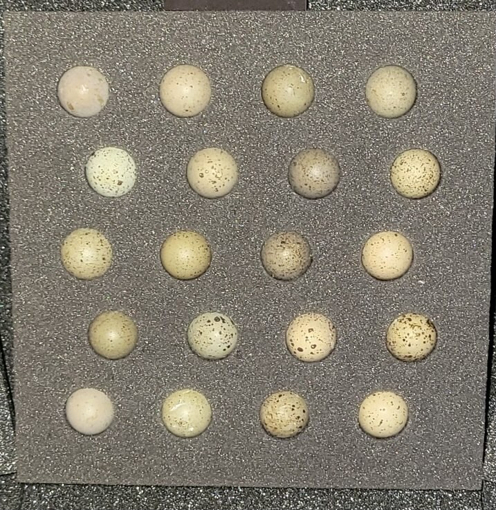 (20) Button Quail 20 Hole Foam Egg Shippers