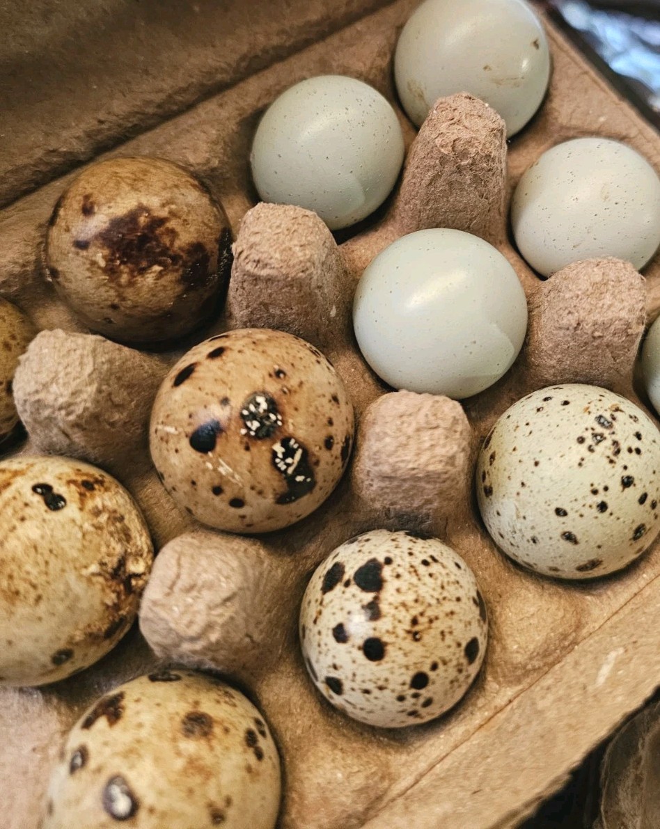 12+ Quail Hatching Eggs - Speckled Blue Green Eggs in Carton Possible Celadon 🪺