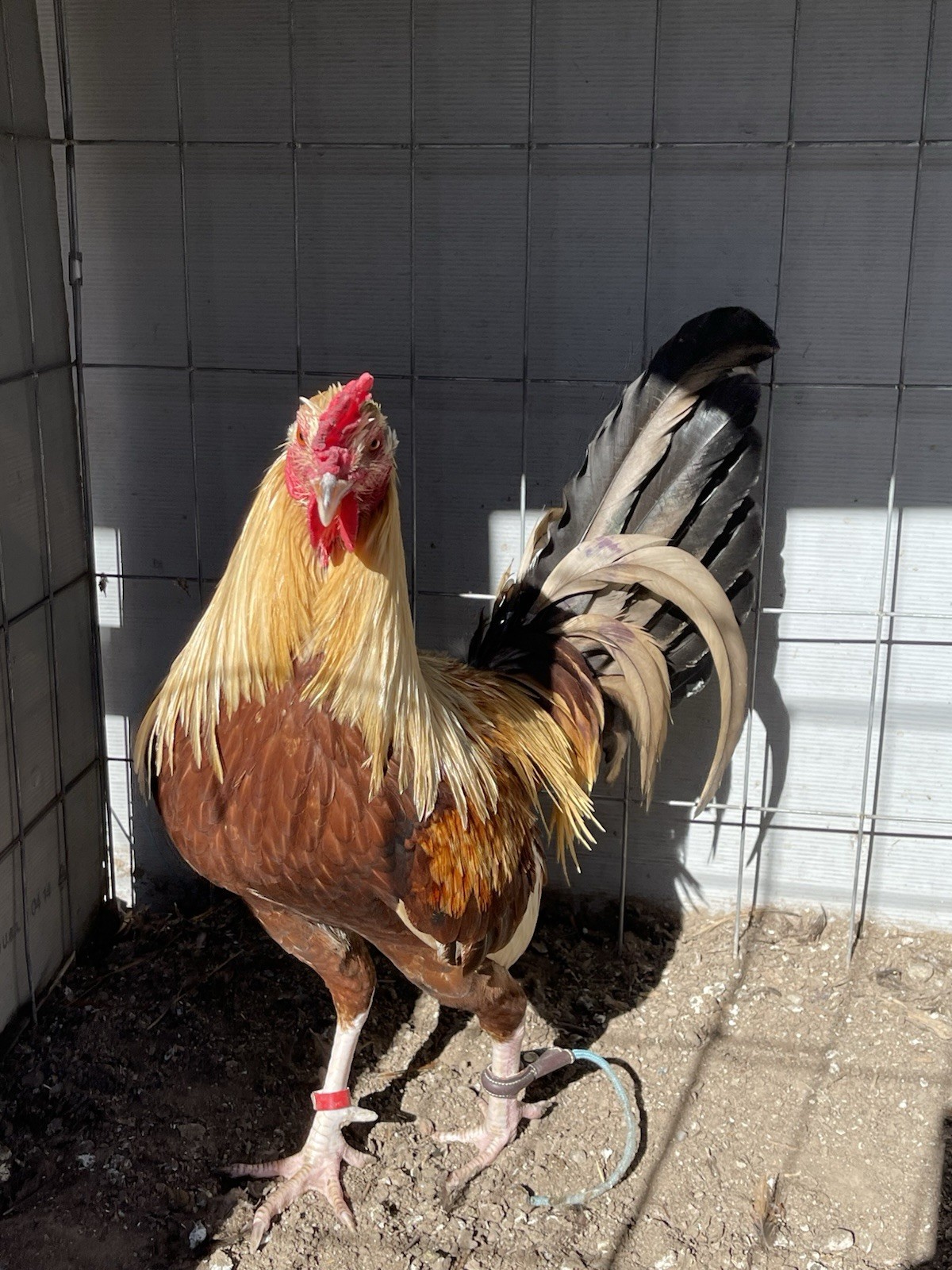 Chicken Hatching Eggs