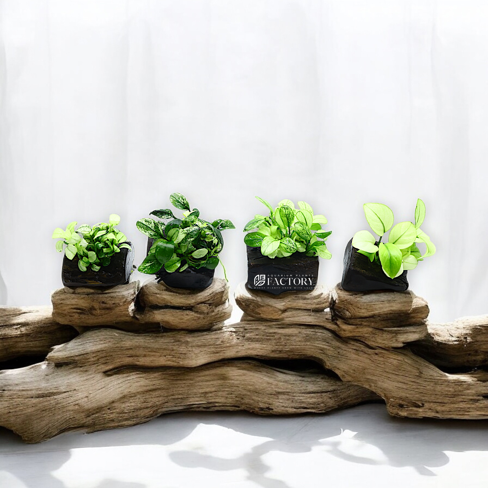 Luxury Anubias Collection – 4 Premium Anubias Species on Driftwood