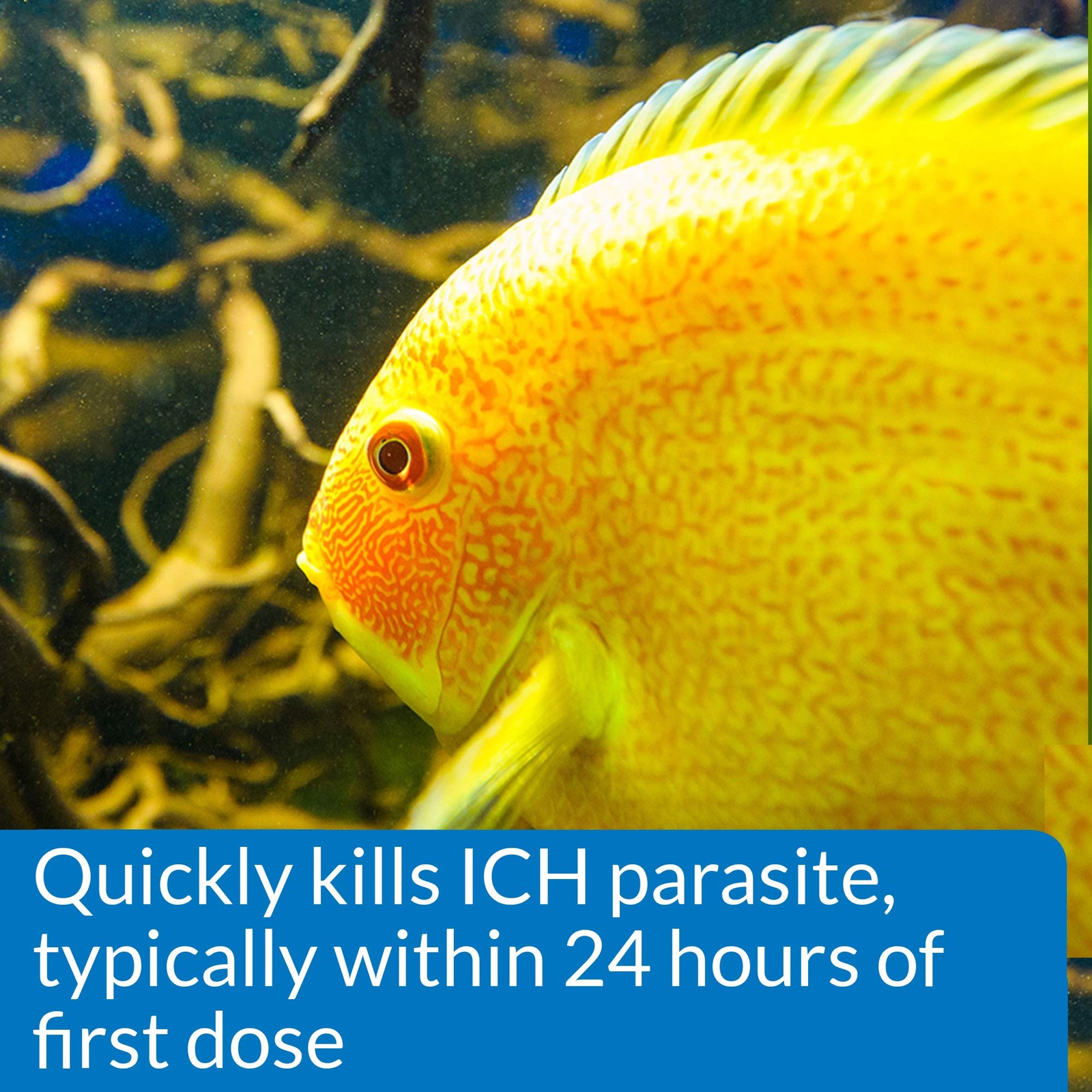API LIQUID SUPER ICK CURE Freshwater and Saltwater 1.7 fluid ounces, multi
