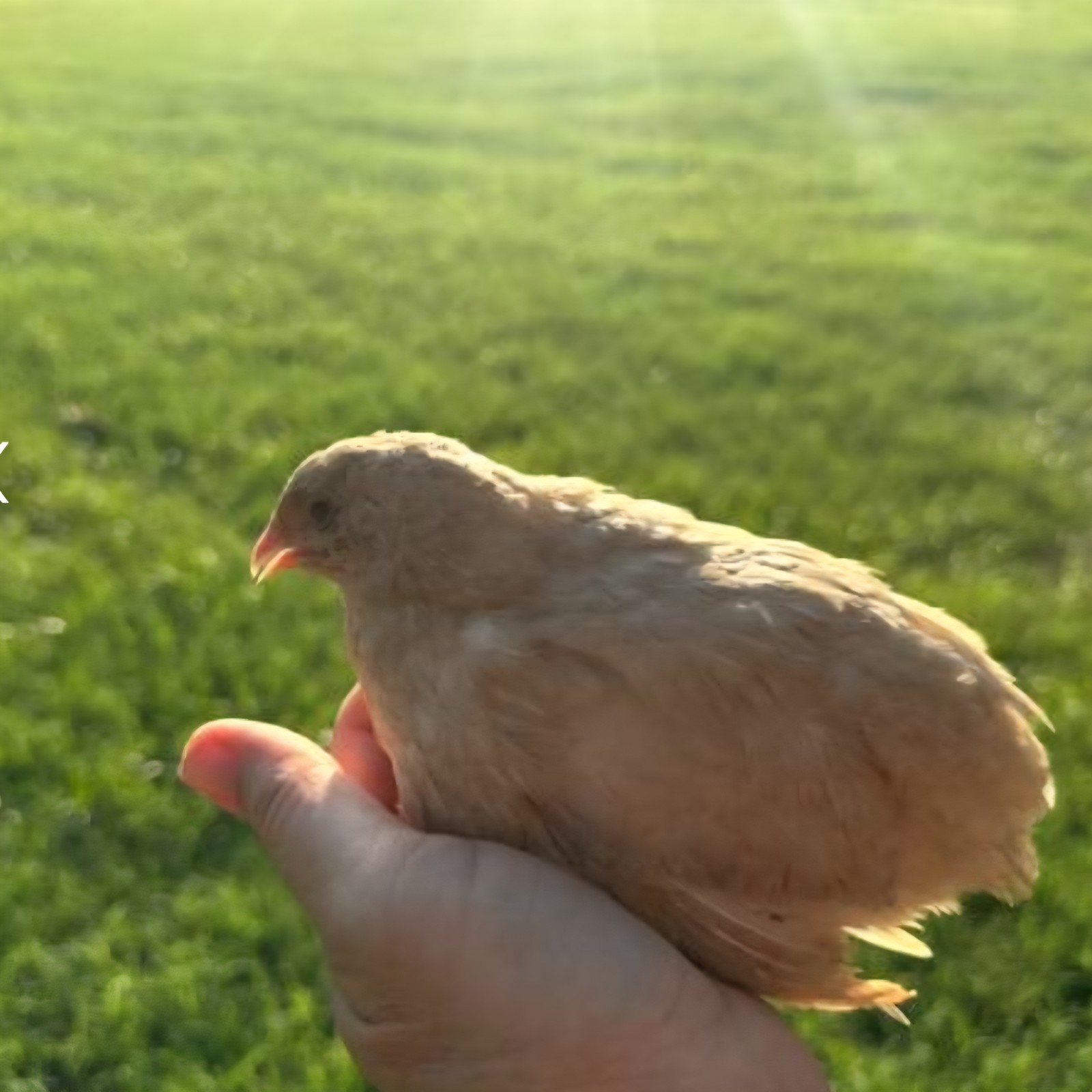 12 Celadon Blue Coturnix Quail Hatching Eggs - 100% BLUE