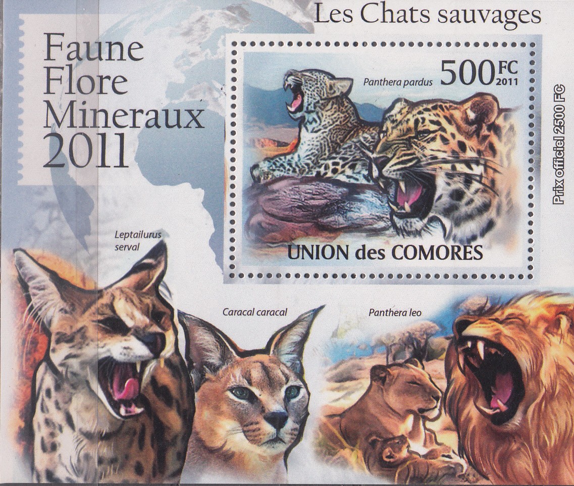 W COMORO Y2011 (04) (1) WILD CATS