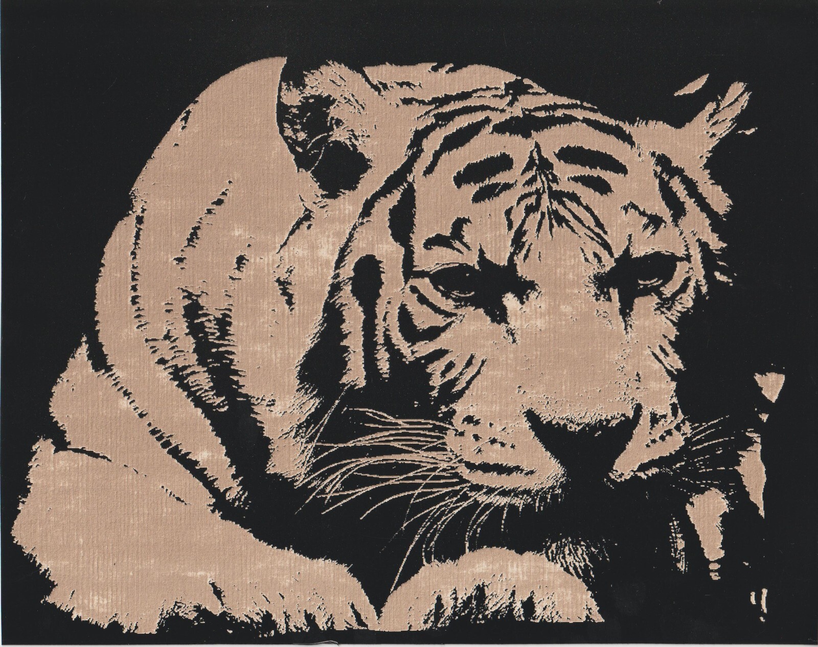 Tiger #3 Scratchboard Art 8 x 10
