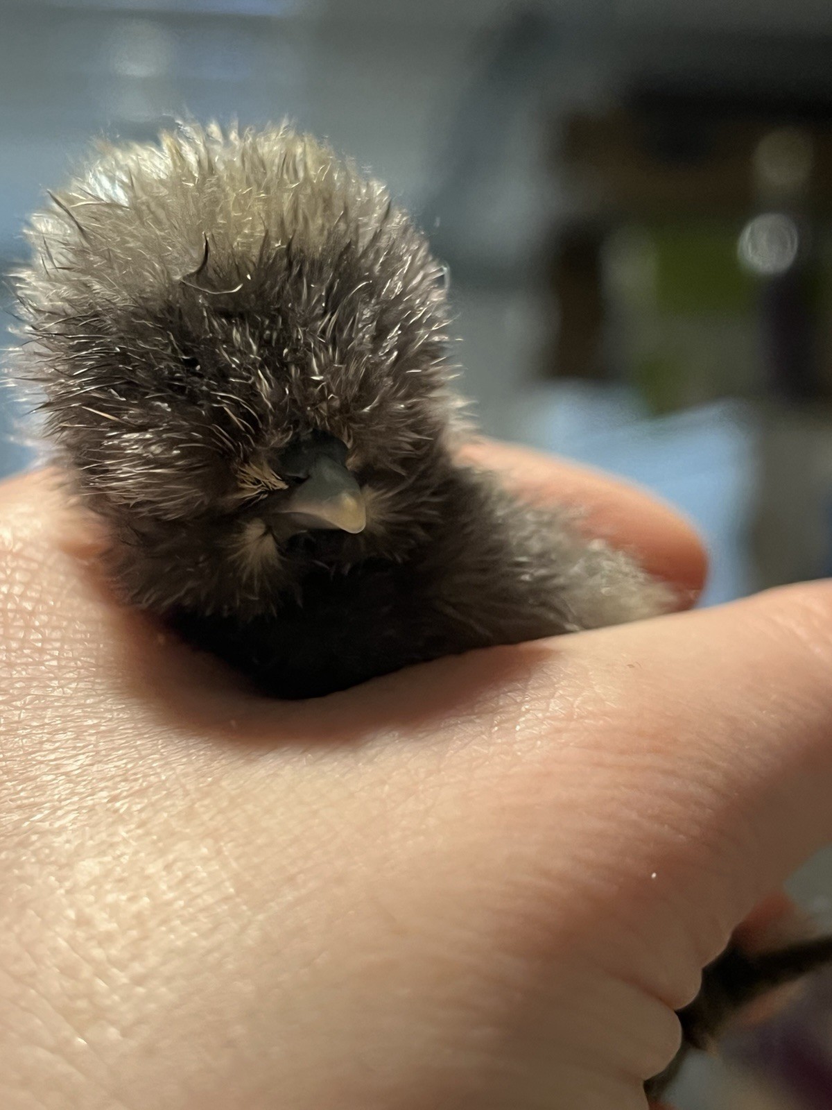 Gray Silkie Chicken Hatching Eggs