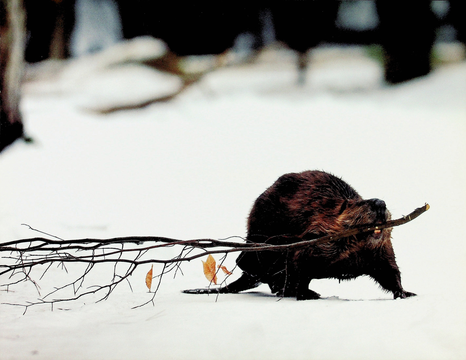 Beaver Making Shelter - North American Wild Animal Poster 9"x 12"