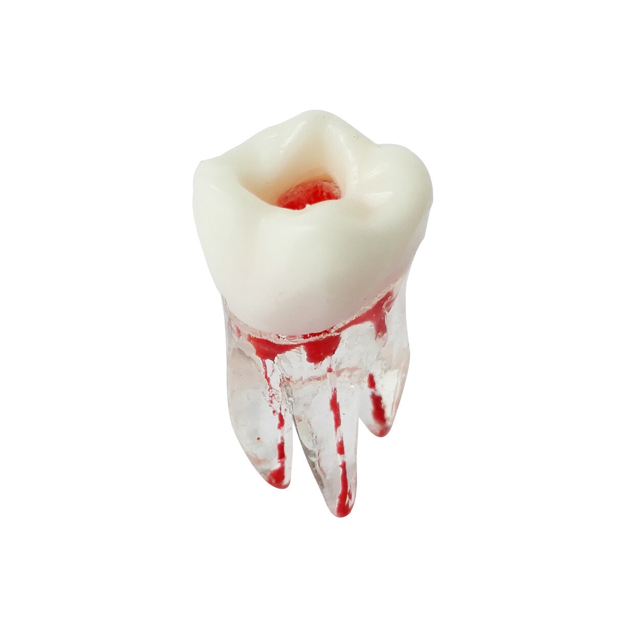 Dentist Dental Plastic Teeth Tooth Molar Teaching Analysis Model for Study