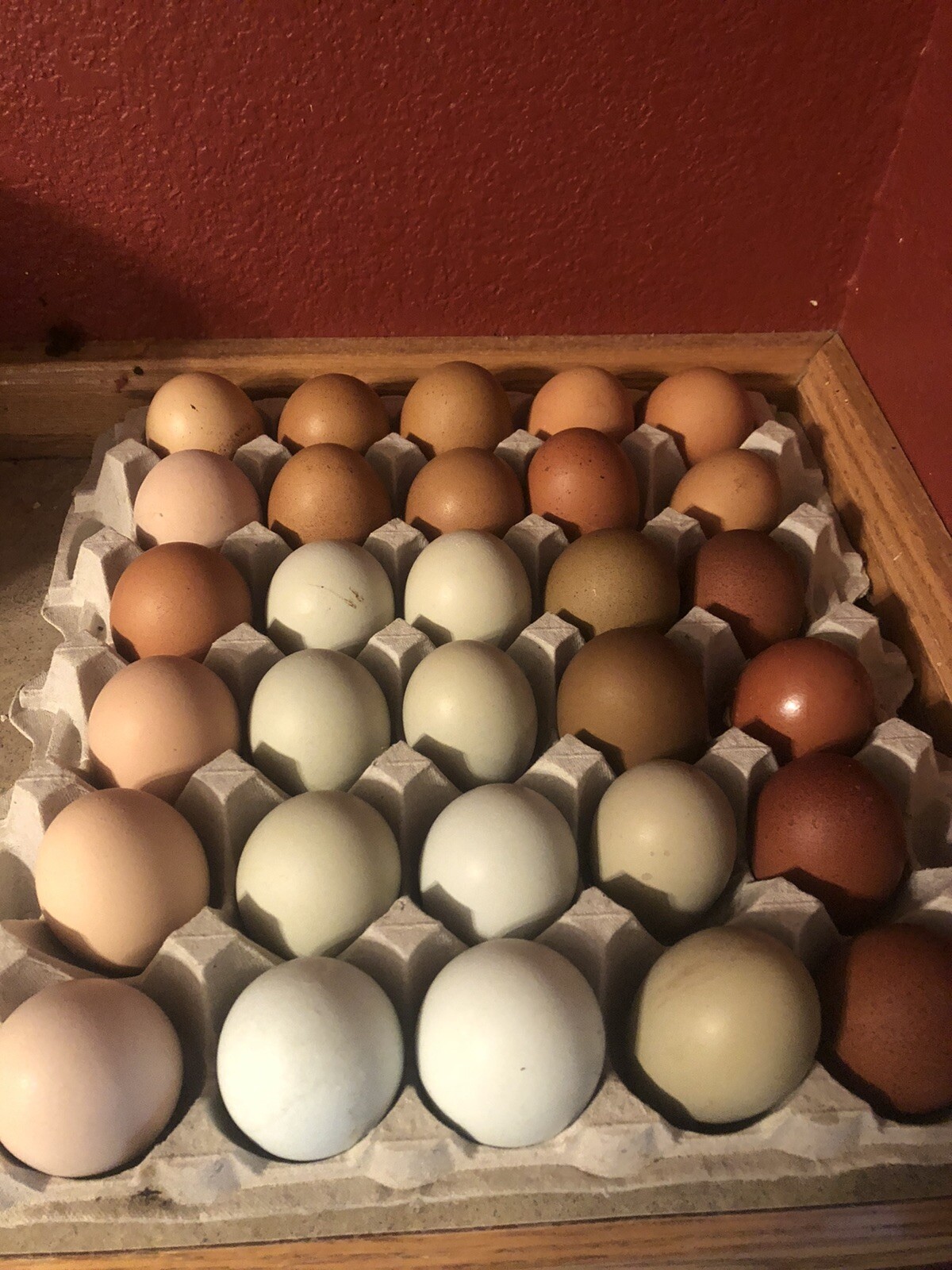 Hatching Eggs RAINBOW LAYERS / OLIVE EGGERS 10+2 NPIP Pure Breeds possible Dozen