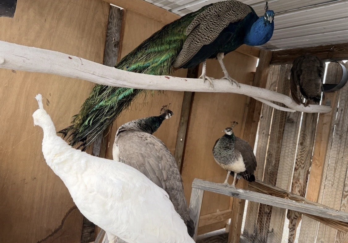 2 🦚PEACOCK/PEAFOWL HATCHING EGGS- ASSORTED FLOCK!COLORS! IN HAND READY TO SHIP