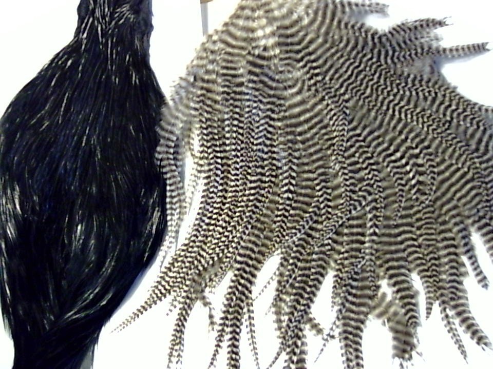 2 cape $40.00