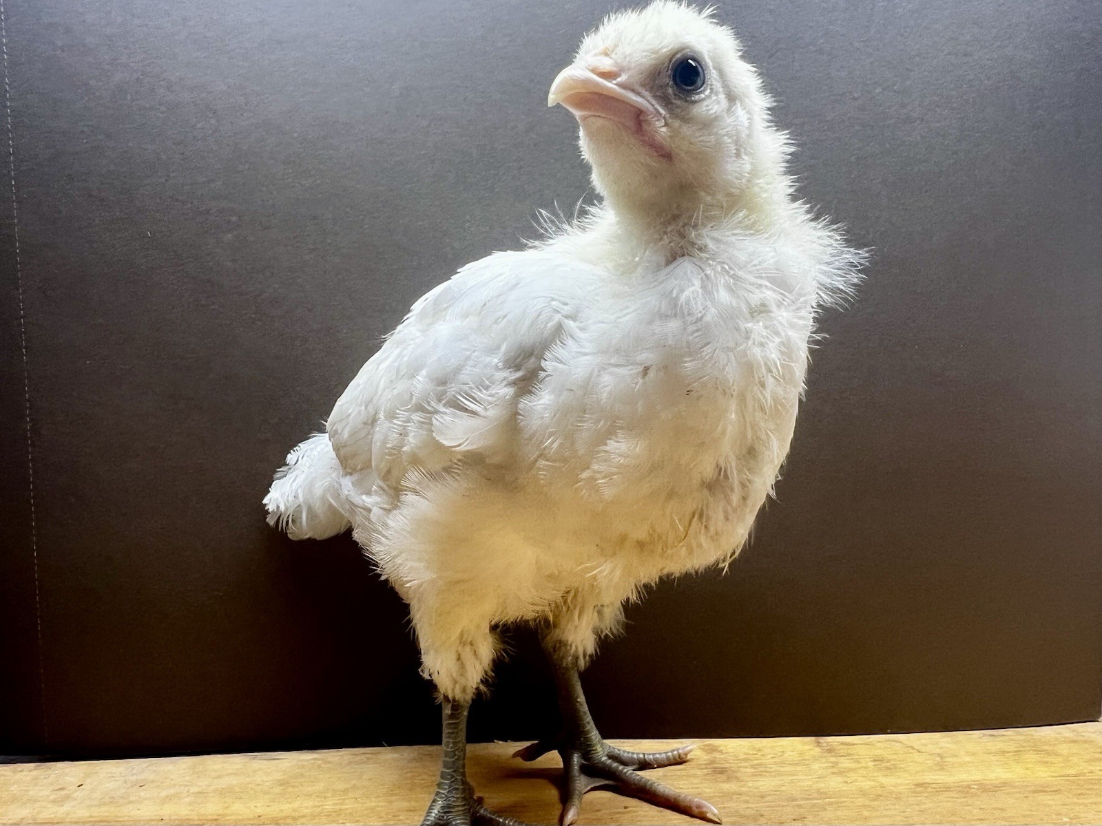 (12+) American Bresse Hatching Eggs