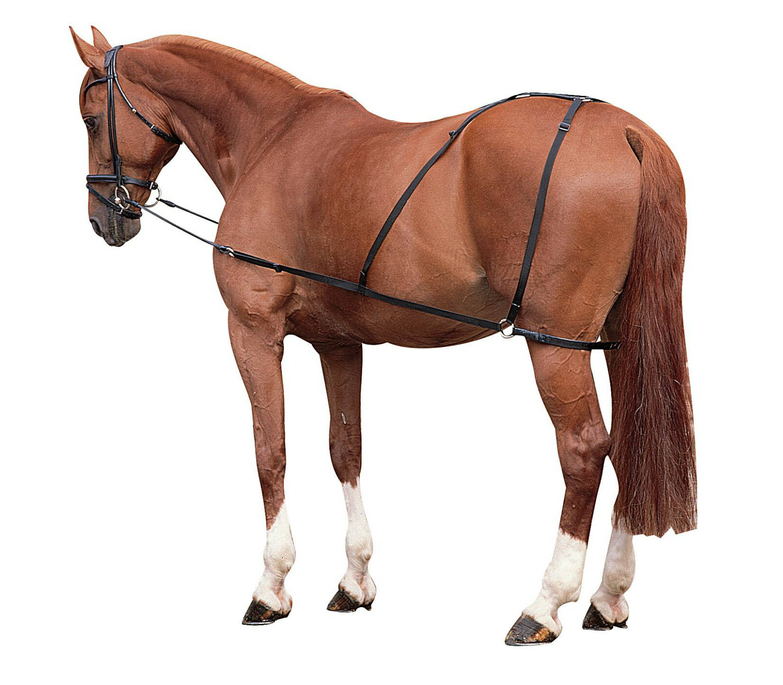 Combi Trainer System For Long Line Training With Fixed Reins