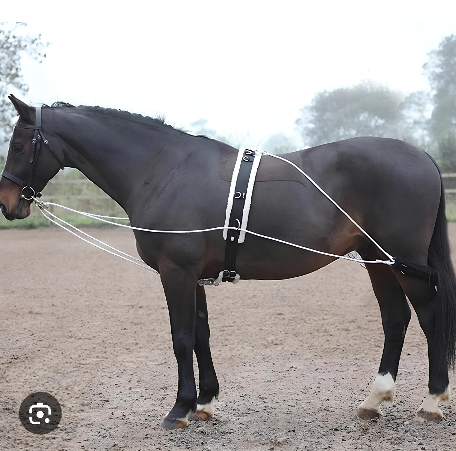 Horse Lunge Training System Aid Equvi To Pessoa Develops Top Line Cob/Full