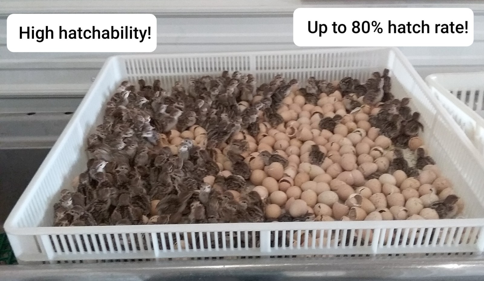 28+ Fertile Chukar Partridge Hatching Eggs