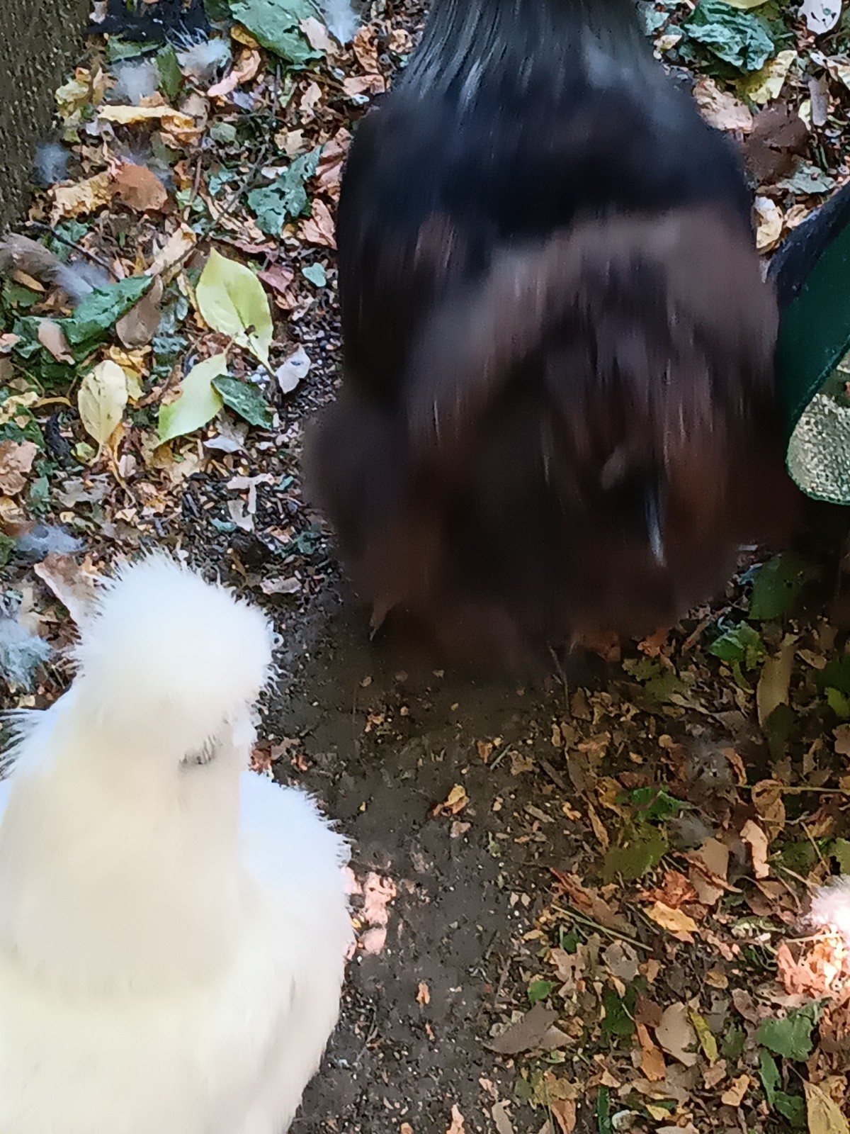 3 Silkie, Satin, Frizzle Hatching Eggs