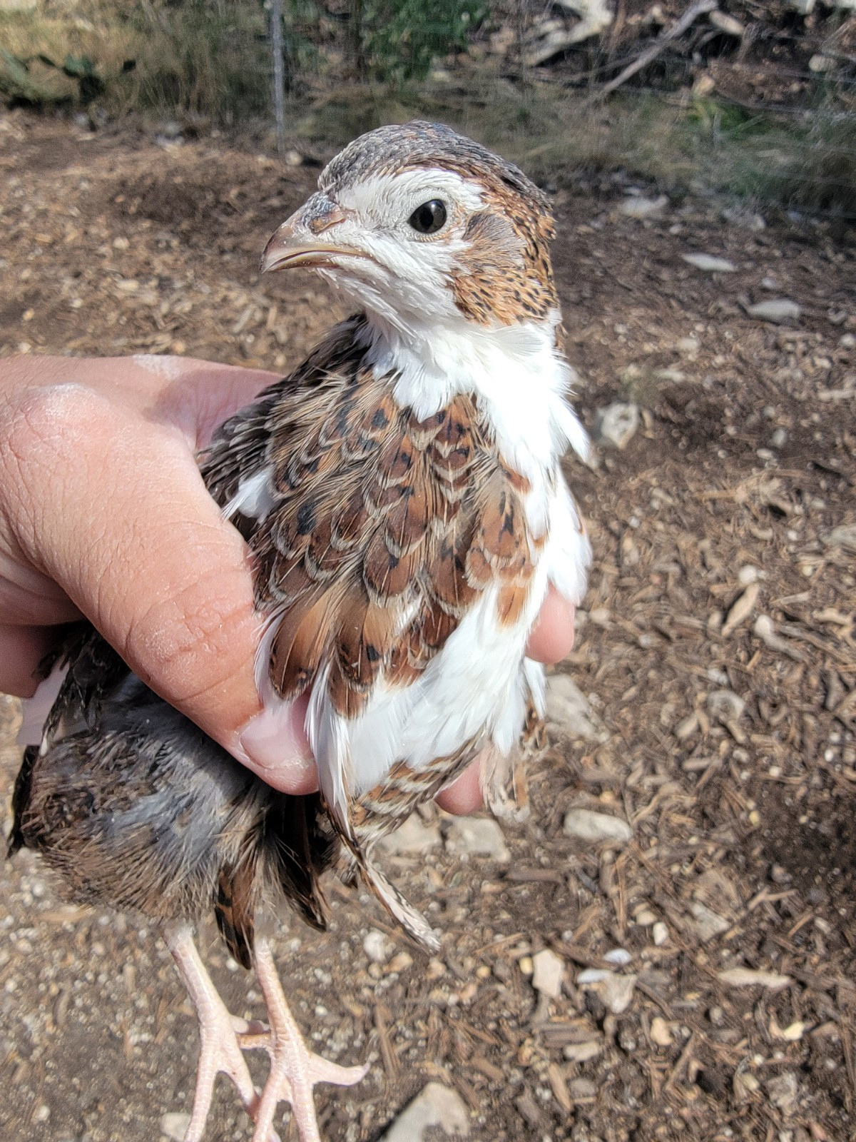 40+ - Celadon Quail hatching eggs - TRUE BLUE - Beautiful!!