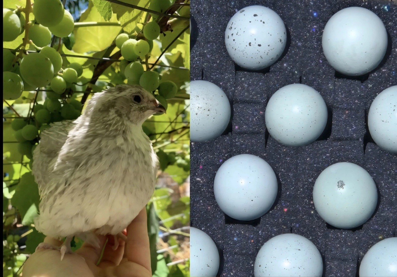 10+ Celadon Blue Coturnix Quail Hatching Eggs **100% TRUE BLUE**
