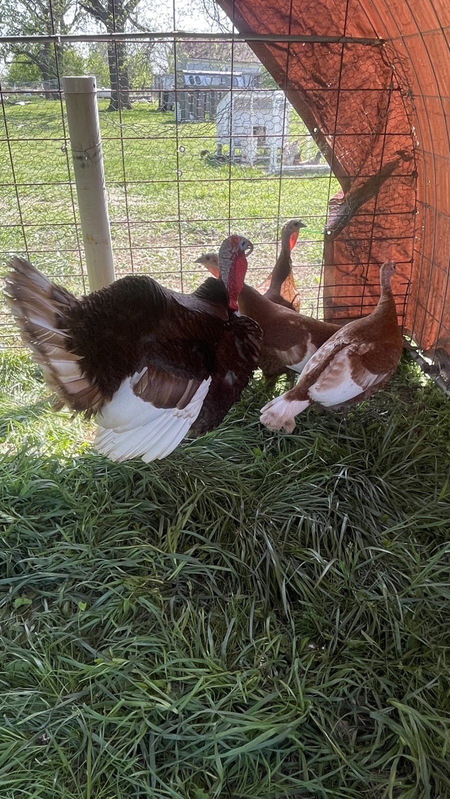 6+ Organically Raised Pure Red Bourbon Turkey Hatching Eggs