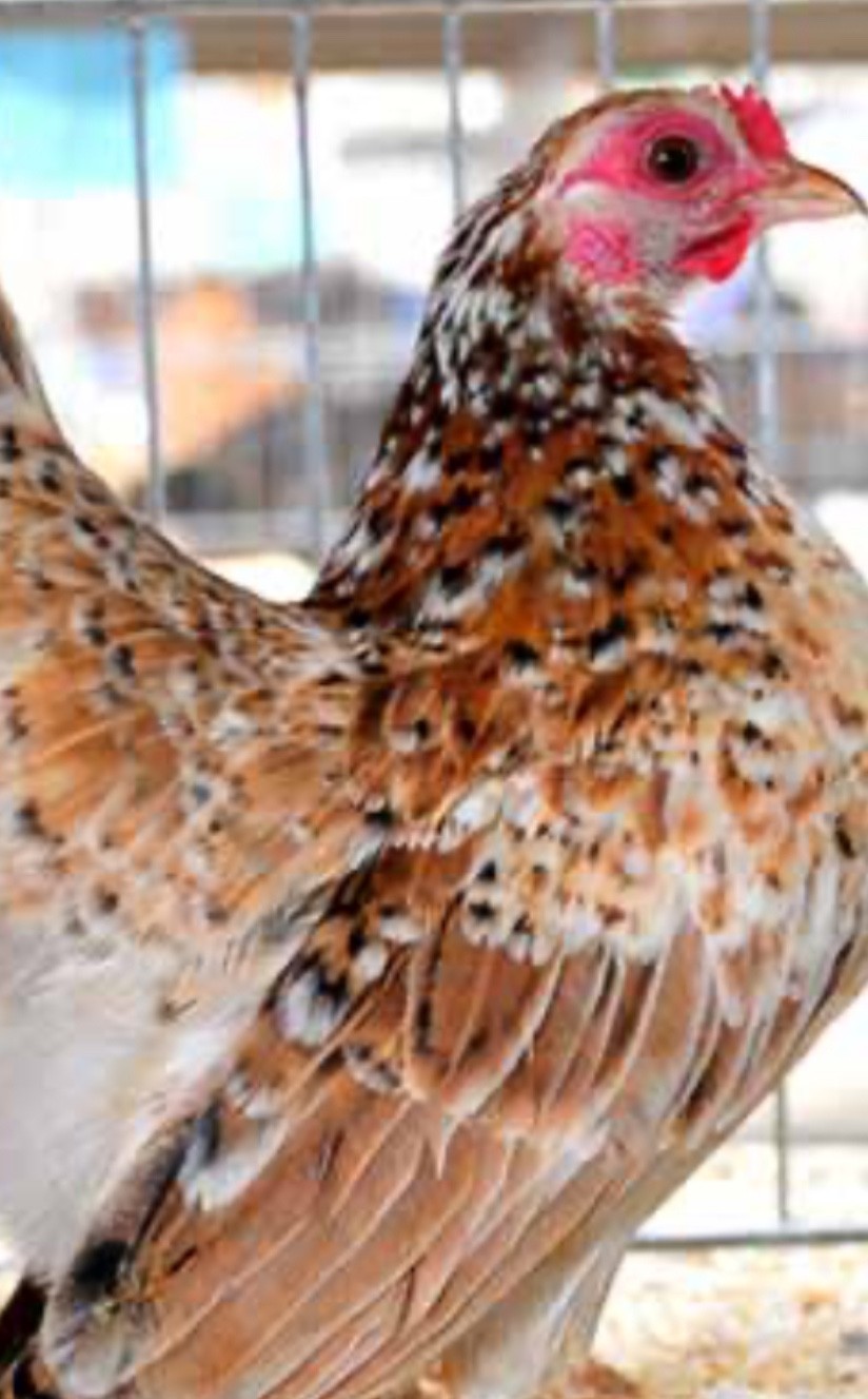 6+ Fertile Show Quality Silkied Serama Chicken Hatching Eggs