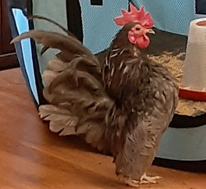 4+AI NPIP Clean Serama Hatching Eggs, Micro, A & B Types / Malay/Trad