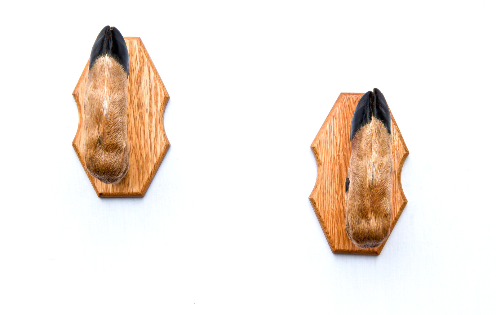 Whitetail Taxidermy Deer Hoof Gun Rack on Oak Plaques Gunrack