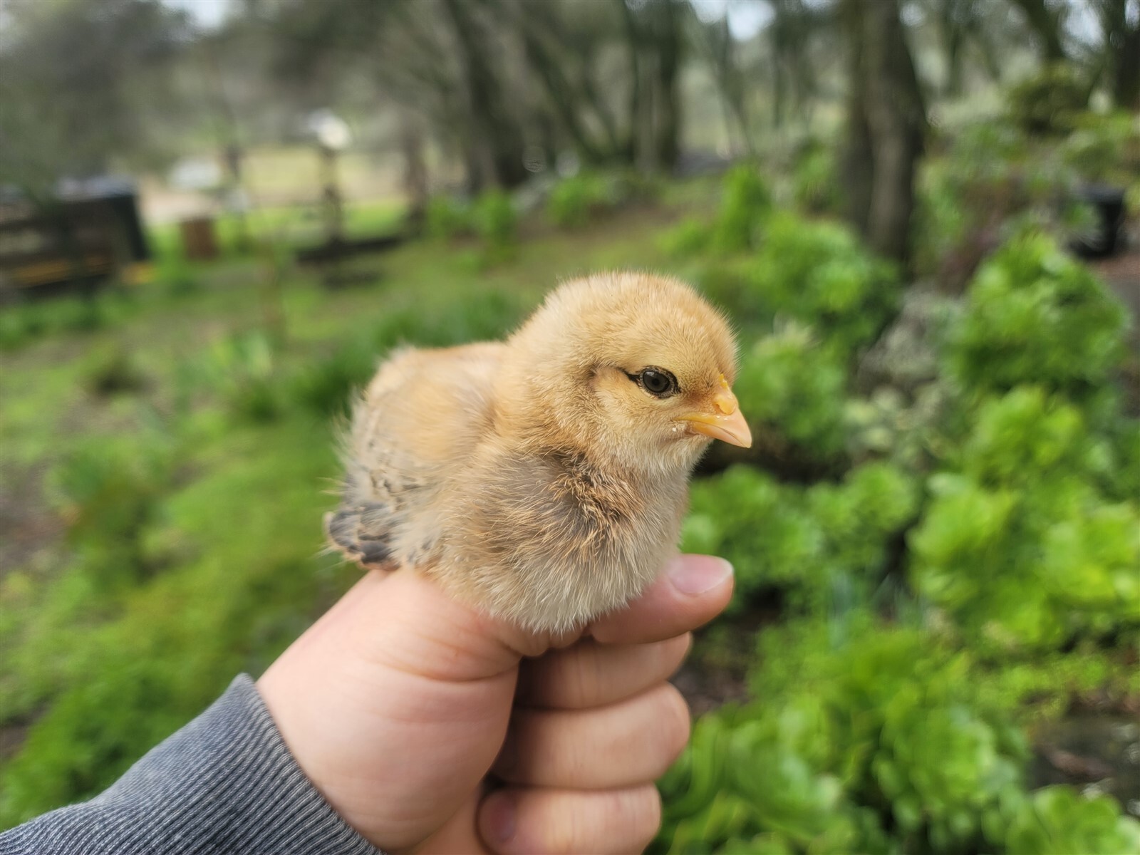 44 Fresh Fertile Chicken Hatching Eggs