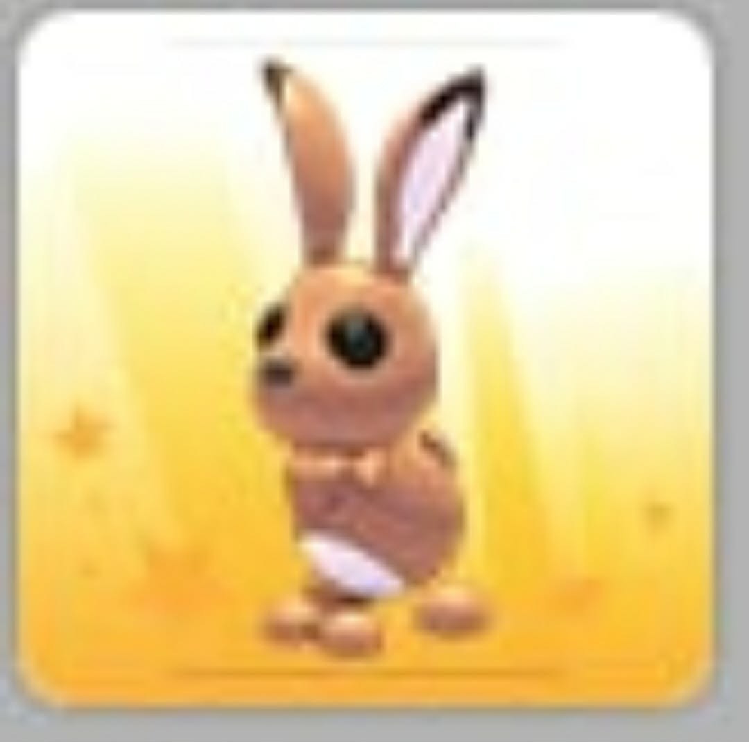 Hare | Adopt Now