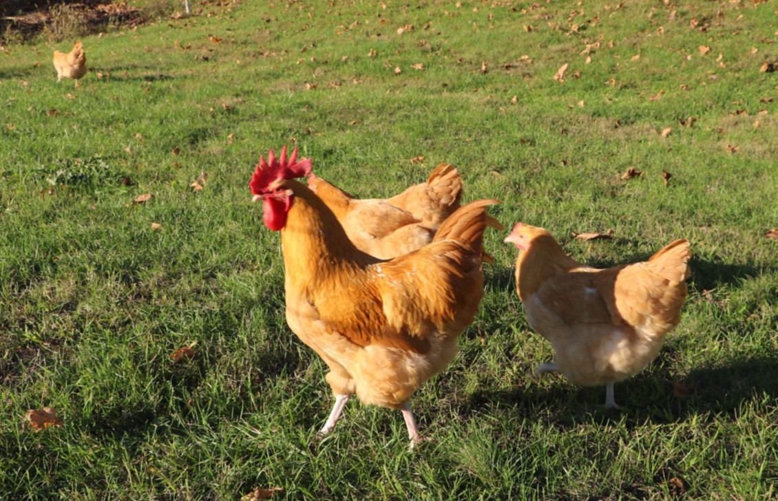 (6) Six Buff Orpington Fertilized Hatching Eggs Incubating