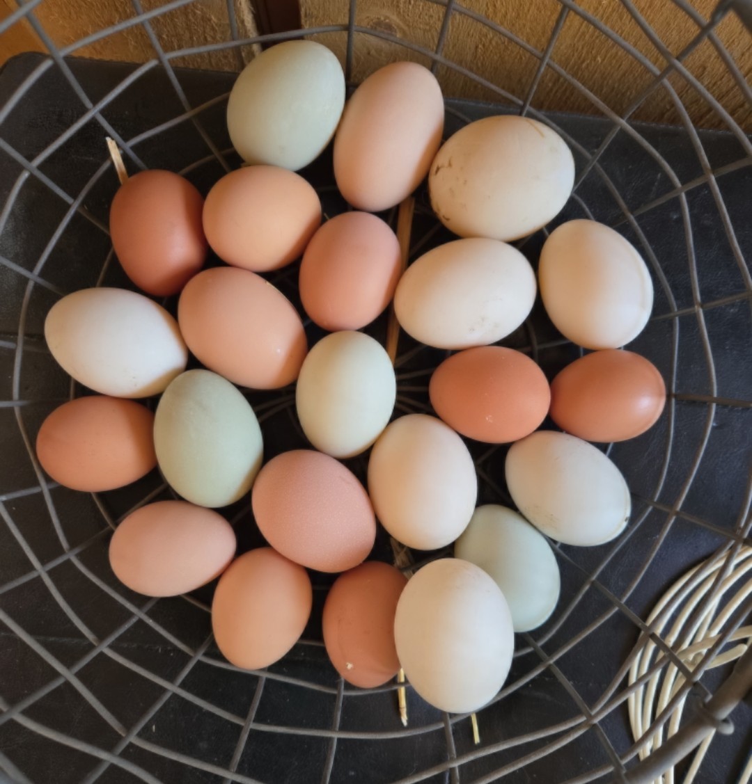 6 Barnyard Mix Fertile Hatching Chicken Eggs, High Altitude Hatching Eggs
