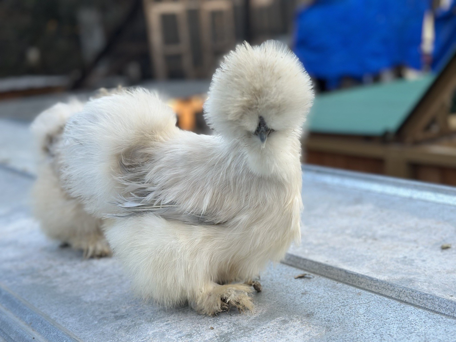 18-pack Fertile Silkie Hatching Eggs - Variety Pack