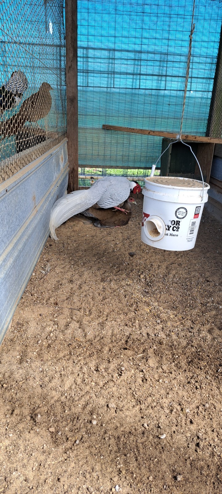 6 Silver Pheasant Hatching Eggs