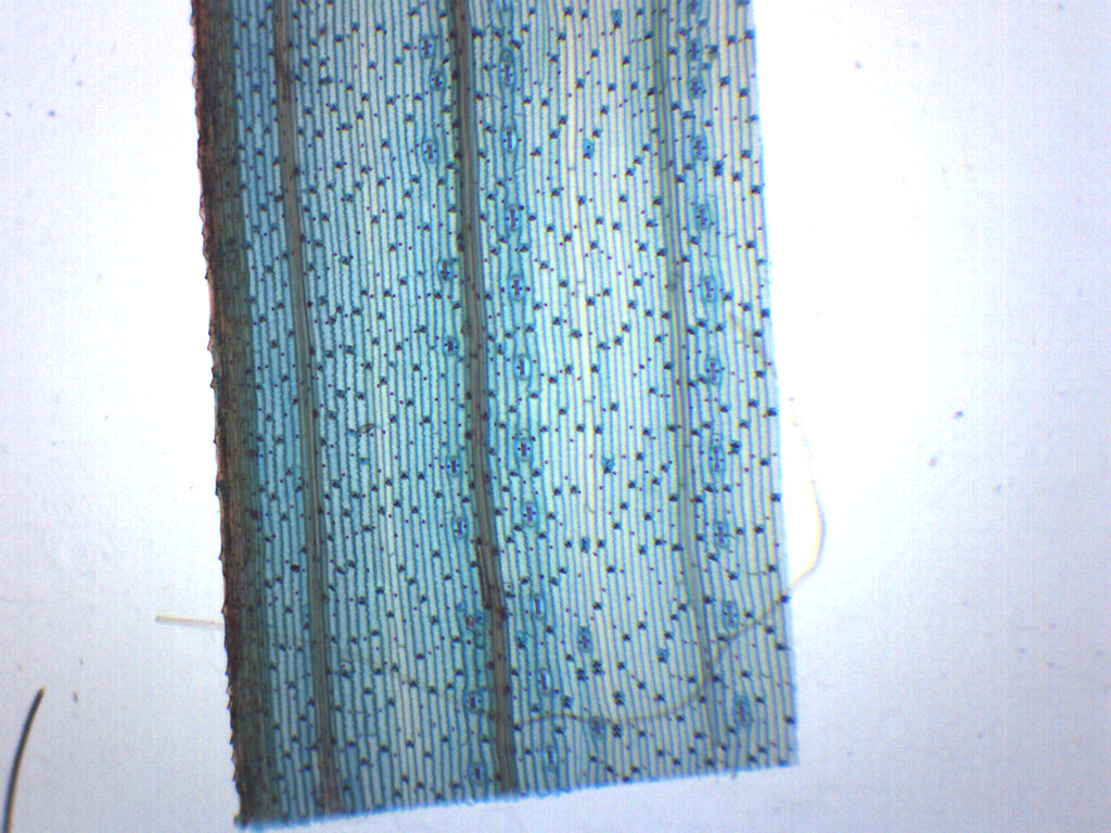 Monocot Leaf, Epidermis - Prepared Microscope Slide - 75x25mm - Eisco Labs