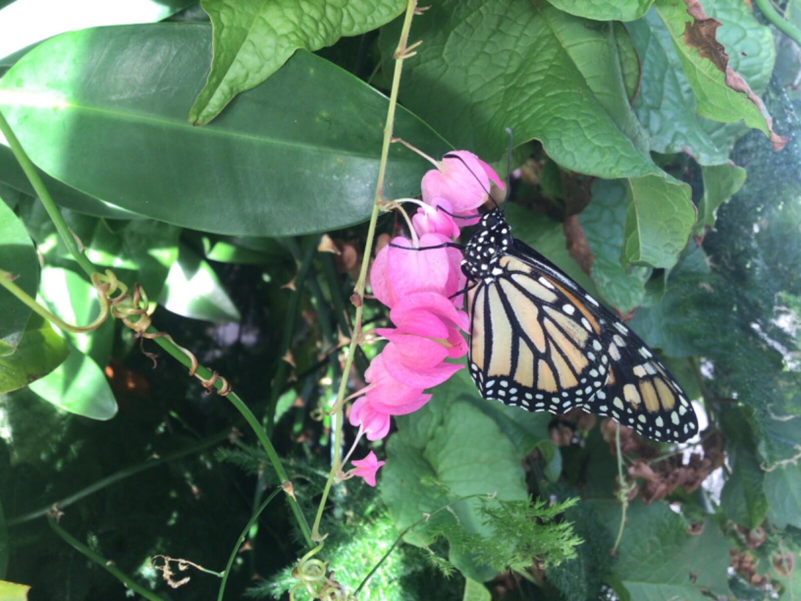 ***50 fresh ANTIGONON LEPTOPUS seeds CHAIN of LOVE***FREE SHIPPING***