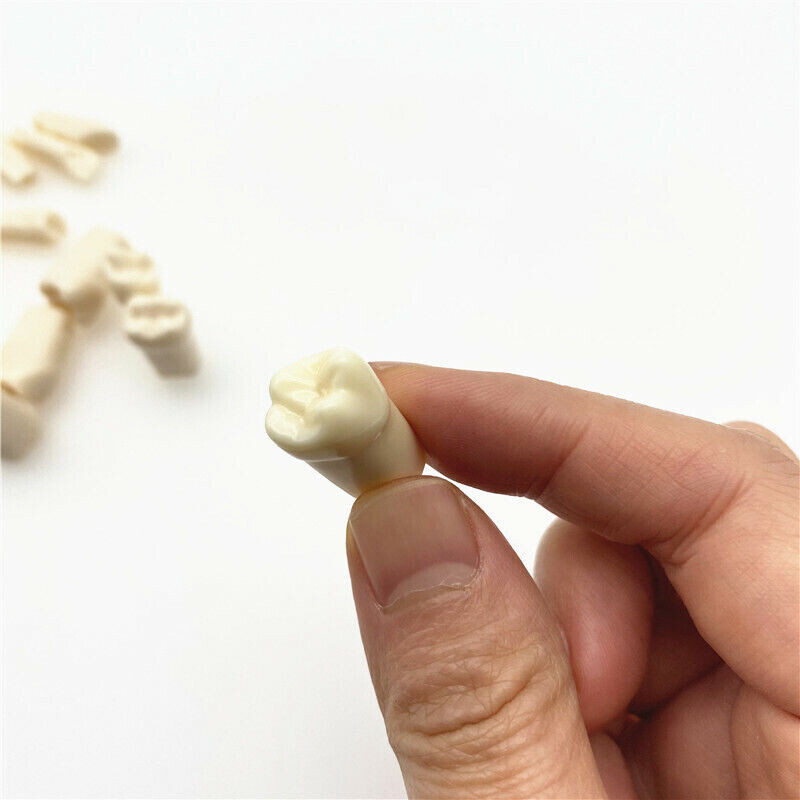 28 Pcs Dental Tooth Grain Preparation Teaching Model Resin Simulation Replaceabl
