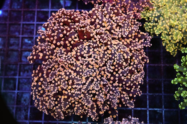 Frogspawn Colony WYSIWYG - SAQ Coral Farm